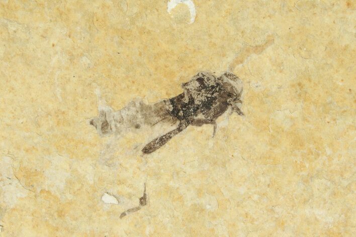 Detailed Fossil March Fly (Bibionidae) - France #254193